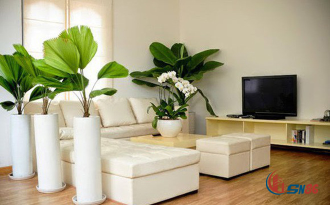 trang trí cây xanh để tạo sinh khí phòng khách nhà chung cư